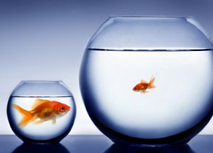 Big Fish, Small Bowl - How To Measure Success