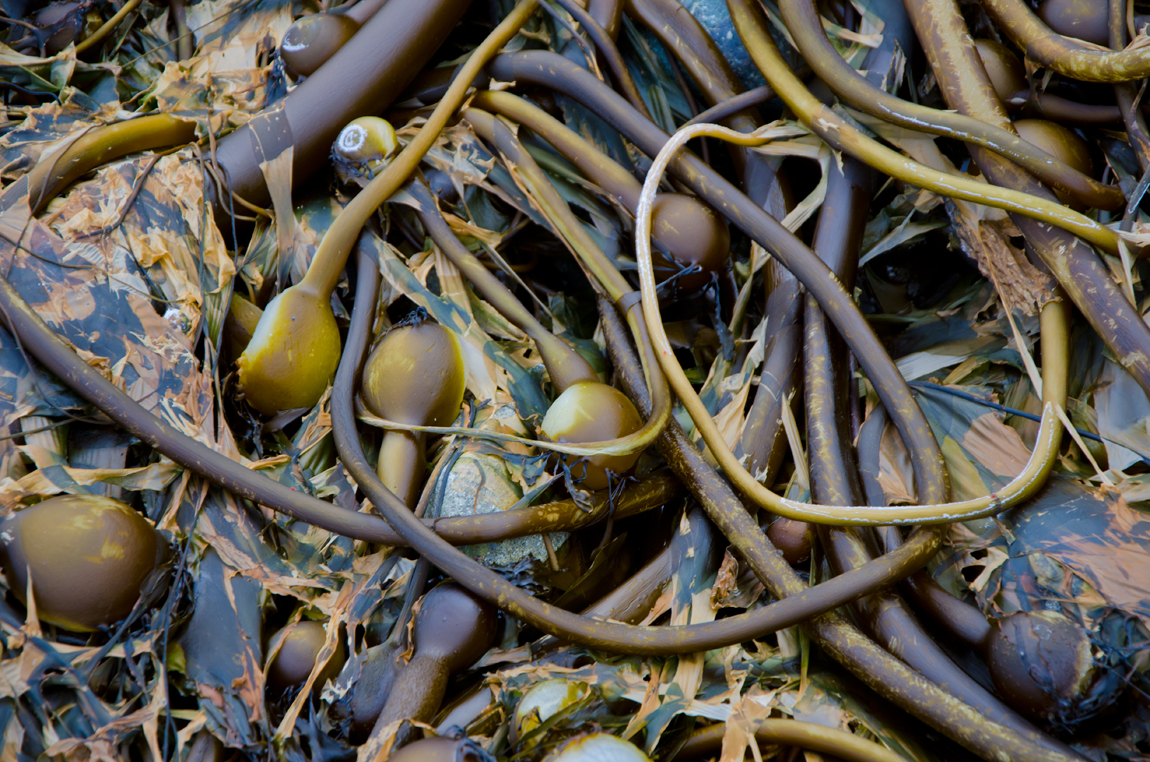 Ball Kelp, Haida Gwaii