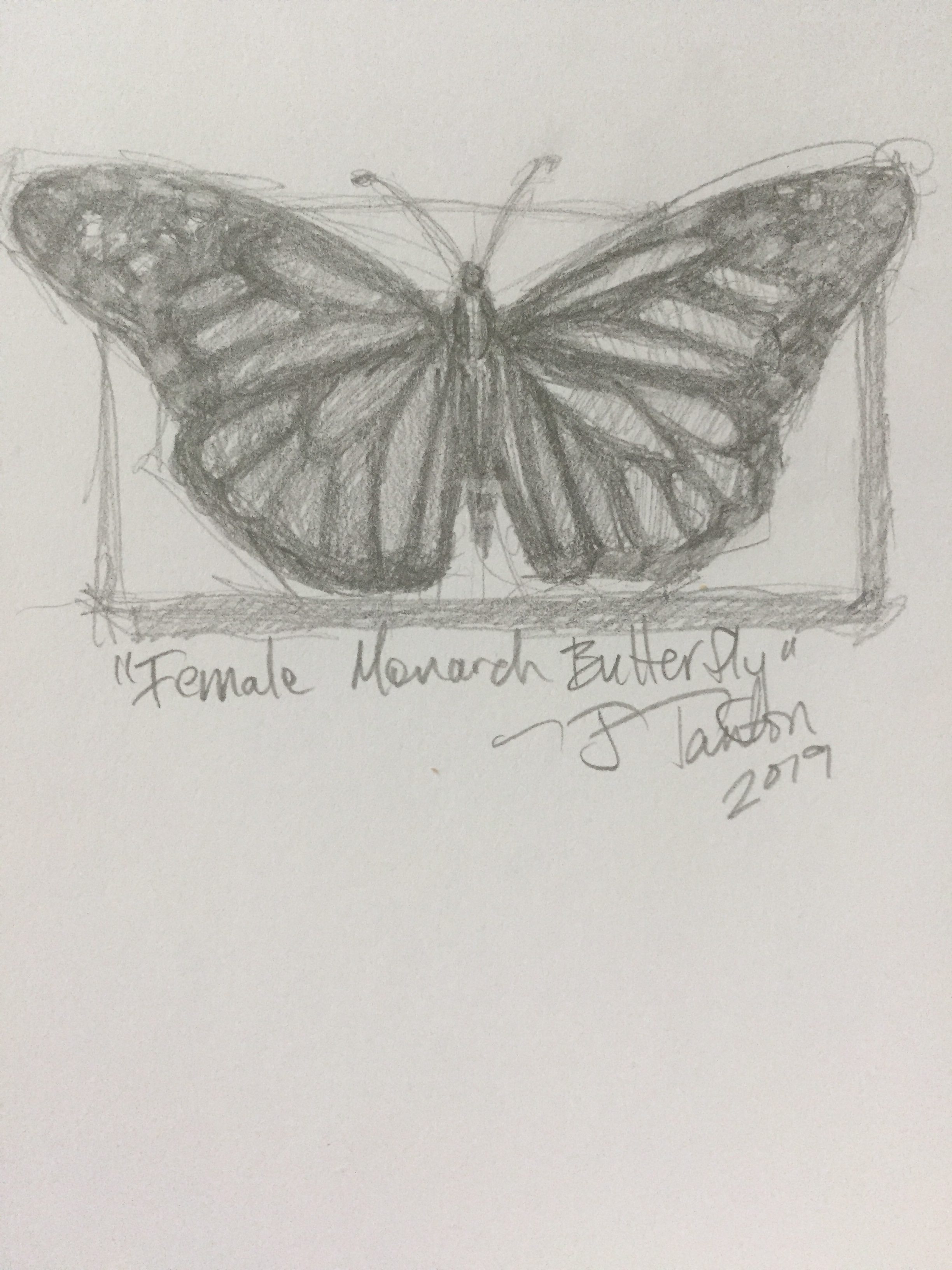 butterfly sketch by Janice Tanton